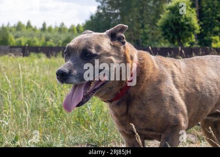 Cane Staffordshire Terrier che cammina nei boschi da vicino Foto Stock