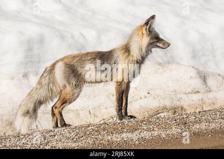 Una volpe rossa selvaggia adulta cattura topi o volpi per nutrire i cuccioli in crescita nell'isola Park, idaho, stati uniti Foto Stock