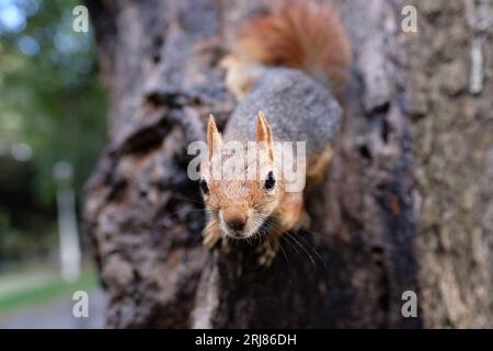 Cute squirrel gets intimate with the camera Foto Stock