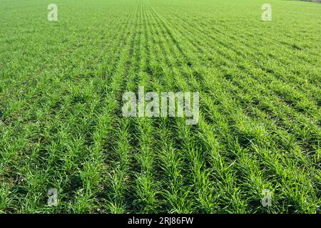 Buone semine di grano invernale nel campo agricolo autunnale Foto Stock