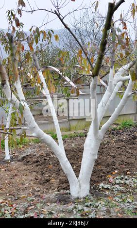 Lavagna bianca autunnale di alberi da frutto nel frutteto per la protezione contro parassiti e scottature solari. Foto Stock