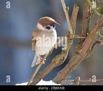 Il passero (Passer montanus) si trova su un ramo in natura Foto Stock