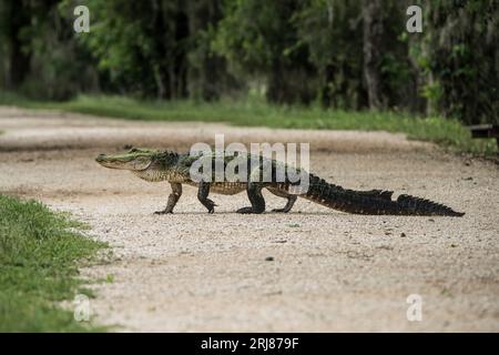 Un grande alligatore americano che attraversa una strada a Brazos Bend, State Park, Texas, USA Foto Stock