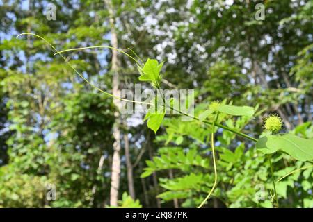 Vista angolare bassa di una vite fiorita puzzolente di passionflower, la vite sta cercando di crescere e di trovare sostegno per salire Foto Stock