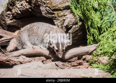 Un tasso americano adulto prigioniero si aggira a Northwest Trek, Graham, Washington, USA Foto Stock