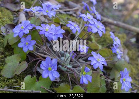 Fiori blu crescono in primavera nella foresta Hepatica nobilis Foto Stock