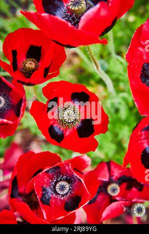 Vista dall'alto, fiori colorati di coccinella con petali rossi e macchie nere Foto Stock