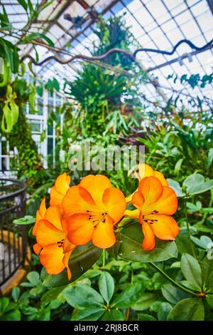 Fiori d'arancio luminosi con sfumature gialle ai petali e sfocata serra sullo sfondo Foto Stock