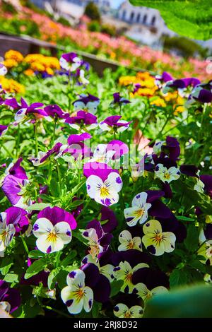 Graziosi fiori viola accanto a fiori bianchi con macchie viola e centri gialli in un giardino colorato Foto Stock