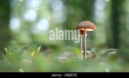 Low-angle macro of two tiny brown mushrooms in the forest, green bokeh background, dreamy fairytale-like atmosphere, copy space Foto Stock