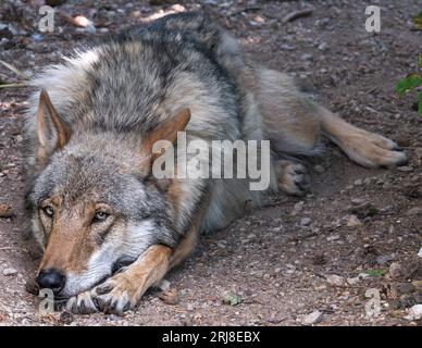 Riposare Lupo è sdraiato a terra e sembra annoiato e stanco davanti alla telecamera Foto Stock