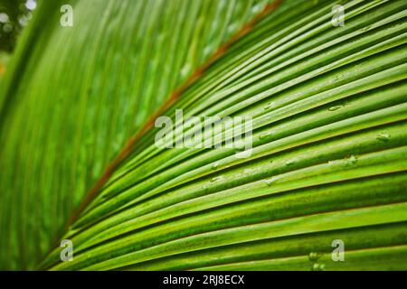 Vista macro delle gocce di rugiada sulle fronde frontali frontali foto macro di una foglia con molte lame Foto Stock