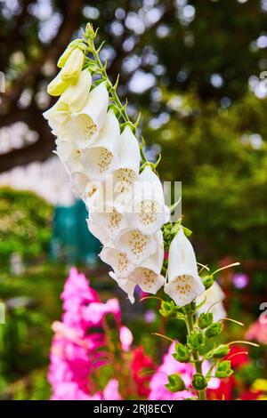 Splendidi fiori bianchi a forma di campana su lungo stelo verde con fiori rosa e alberi sullo sfondo Foto Stock