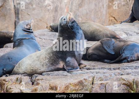 primo piano dei leoni marini della california a cabo san lucas, penisola di baja, messico Foto Stock