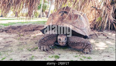 Front view of Aldabra Giant Tortoise on Remire Island, Seychelles. Foto Stock