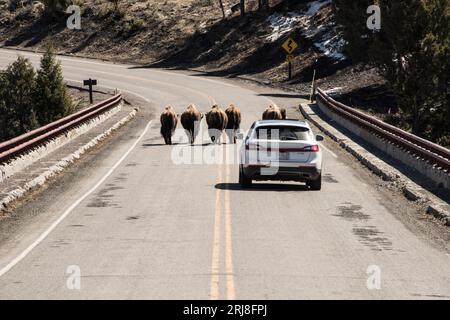 Un piccolo branco di bisonti di pianura blocca la strada attraverso il fiume yellowstone, il parco nazionale di yellowstone, wyoming, usa Foto Stock