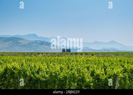 Primo piano di filari di vite nei vigneti del Montenegro. Campo d'uva. Industria vinicola. Concetto agricolo Foto Stock