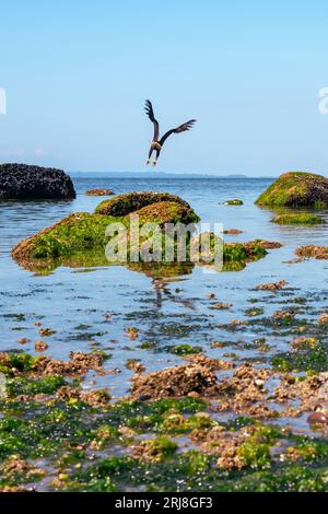 Decollo! L'aquila calva decolla dalle rocce ricoperte di alghe sulla Crescent Beach durante la bassa marea. Foto Stock