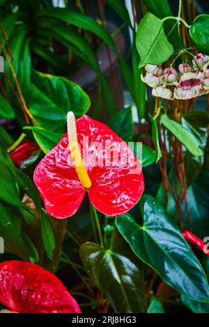 Foglie rosse cerose con alti steli gialli e piante verdi sullo sfondo Foto Stock