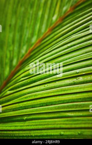 Vista dettagliata delle gocce di rugiada sulle fronde frontali frontali macro shot di una foglia con molte lame Foto Stock