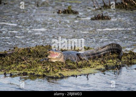 Un alligatore americano riposa su un'isola galleggiante ad Anahuac, NWR, Texas, USA Foto Stock