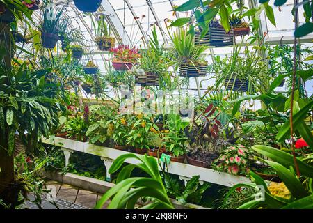 Ampia collezione di piante in vaso in serra Foto Stock