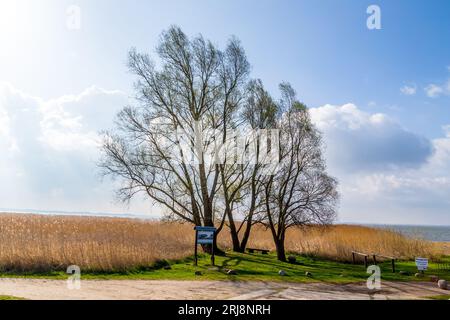 Bella betulla all'achterwasser di Zempin Foto Stock