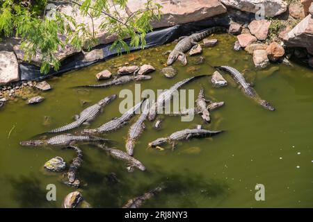 Un gruppo o una congregazione di grandi alligatori americani selvatici sole nell'acqua. La foto è quasi rivolta verso il basso. South padre Island, Texas, Stati Uniti Foto Stock