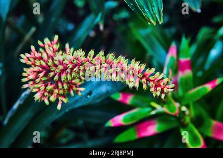 Macro di pianta tropicale rosa e gialla con foglie sfocate rosa caldo e verde brillante sotto Foto Stock