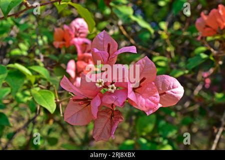 Fiori di bouganvillea di salmone (Bougainvillea spectabilis) Foto Stock