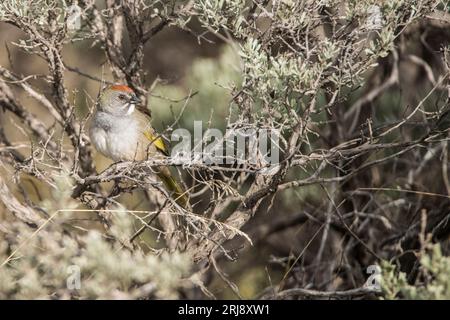 Towhee dalla coda verde (songbird) in un cespuglio di pennarelli, Island Park, Idaho USA Foto Stock