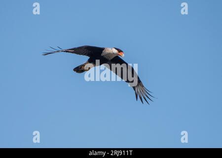 Un caracara crestata, raptor, rapace, vicino a Corpus Christi, Texas, USA Foto Stock