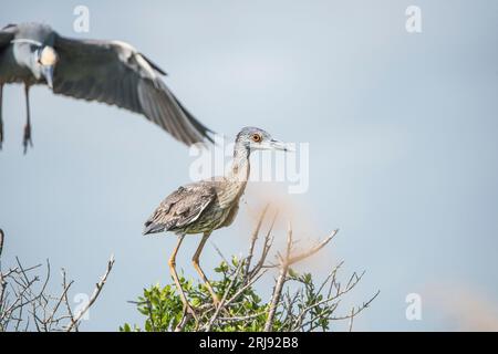 Un airone notturno adulto con corona gialla atterra su un nido con un giovane Anahuac, NWR, Texas, USA Foto Stock