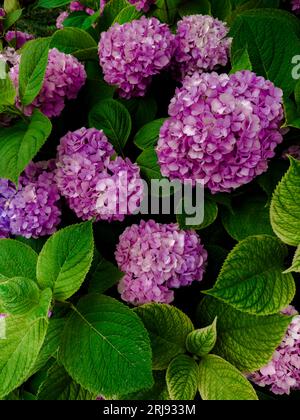 Una varieta' di vibranti fiori viola che fioriscono in un lussureggiante giardino che offre un paesaggio vibrante e colorato Foto Stock