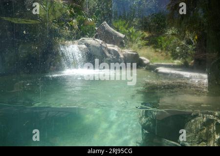 Los Angeles, California, USA 4 agosto 2023 Giant River Otter Habitat in Rainforest of the Americas presso LA Zoo il 4 agosto 2023 a Los Angeles, California, USA. Foto di Barry King/Alamy Stock Photo Foto Stock