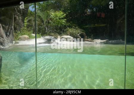Los Angeles, California, USA 4 agosto 2023 Giant River Otter Habitat in Rainforest of the Americas presso LA Zoo il 4 agosto 2023 a Los Angeles, California, USA. Foto di Barry King/Alamy Stock Photo Foto Stock