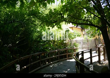 Los Angeles, California, USA 4 agosto 2023 Rainforest of the Americas a LA Zoo il 4 agosto 2023 a Los Angeles, California, USA. Foto di Barry King/Alamy Stock Photo Foto Stock
