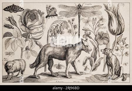 1663 Etching di Wenceslaus Hollar. Squisita rappresentazione antica di soggetti zoologici e botanici, finemente dettagliata su uno sfondo seppia. Lupo Foto Stock