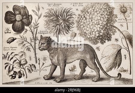 1663 Etching di Wenceslaus Hollar. Squisita rappresentazione antica di soggetti zoologici e botanici, finemente dettagliata su uno sfondo seppia. Leopa Foto Stock