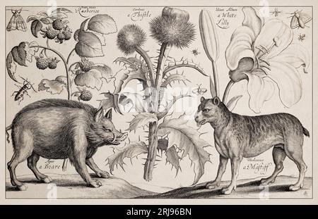 1663 Etching di Wenceslaus Hollar. Squisita rappresentazione antica di soggetti zoologici e botanici, finemente dettagliata su uno sfondo seppia. Boare Foto Stock