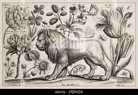 1663 Etching di Wenceslaus Hollar. Squisita rappresentazione antica di soggetti zoologici e botanici, finemente dettagliata su uno sfondo seppia. Un Lio Foto Stock