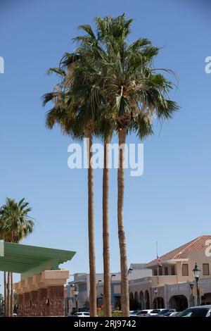 Yuma, Arizona, USA - 27 maggio 2022: Il sole del pomeriggio splende sulle palme e sugli edifici del centro storico di Yuma. Foto Stock