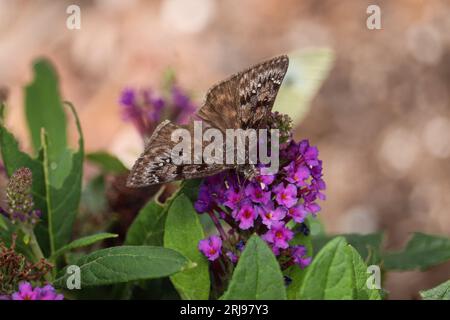 Persius Duskywing o Erynnis persius che si nutrono di un cespuglio di farfalle in un giardino a Payson, Arizona. Foto Stock