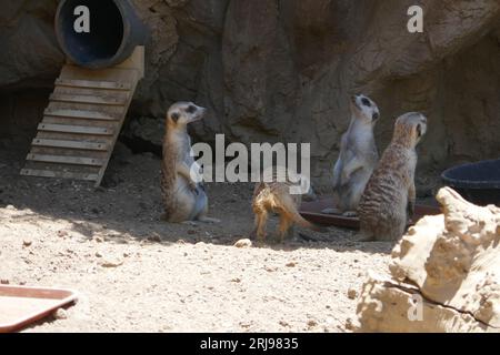 Los Angeles, California, USA 4 agosto 2023 Meerkats at LA Zoo il 4 agosto 2023 a Los Angeles, California, USA. Foto di Barry King/Alamy Stock Photo Foto Stock