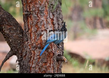 Steller's jay o Cyanocitta stelleri arroccati su un pino al lago Woods Canyon vicino a Payson, Arizona. Foto Stock