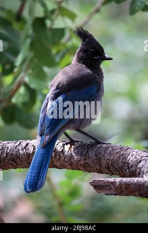 Steller's jay o Cyanocitta stelleri arroccati su un albero al lago Woods Canyon vicino a Payson, Arizona. Foto Stock