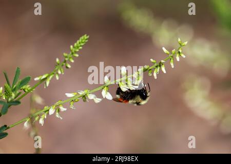 Hunt's bumblebee o Bombus huntii che si nutrono di trifoglio dolce al lago Woods Canyon vicino a Payson, Arizona. Foto Stock