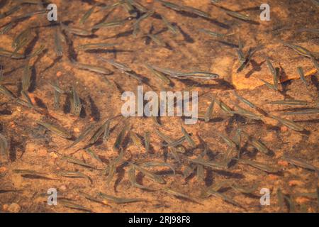 Una scuola di dace dalle lunghe pinne o chrysogaster Agosia al lago Woods Canyon vicino a Payson, Arizona. Foto Stock