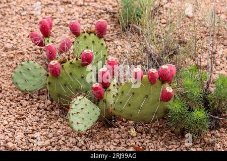 Fico d'India di Engelmann o Opuntia engelmannii al Payson College Trail in Arizona. Foto Stock