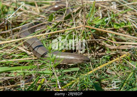 Il verme lento (anguis fragilis) che giace nell'erba. Un adder sordo, un lentiverme, un blindworm in estate. Foto Stock